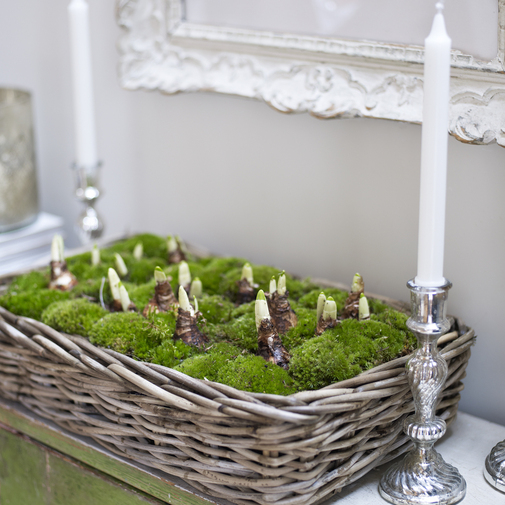 page.0r1b1b3o0a8s261u tulip bulb basket