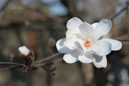 IMG_6100-beautiful-white-magnolia-