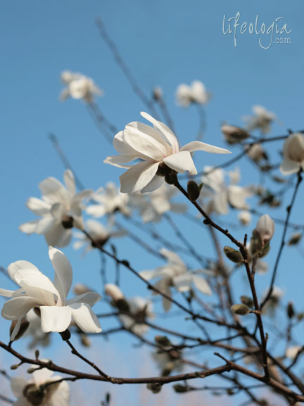 IMG_6109-magnolia-art-photography