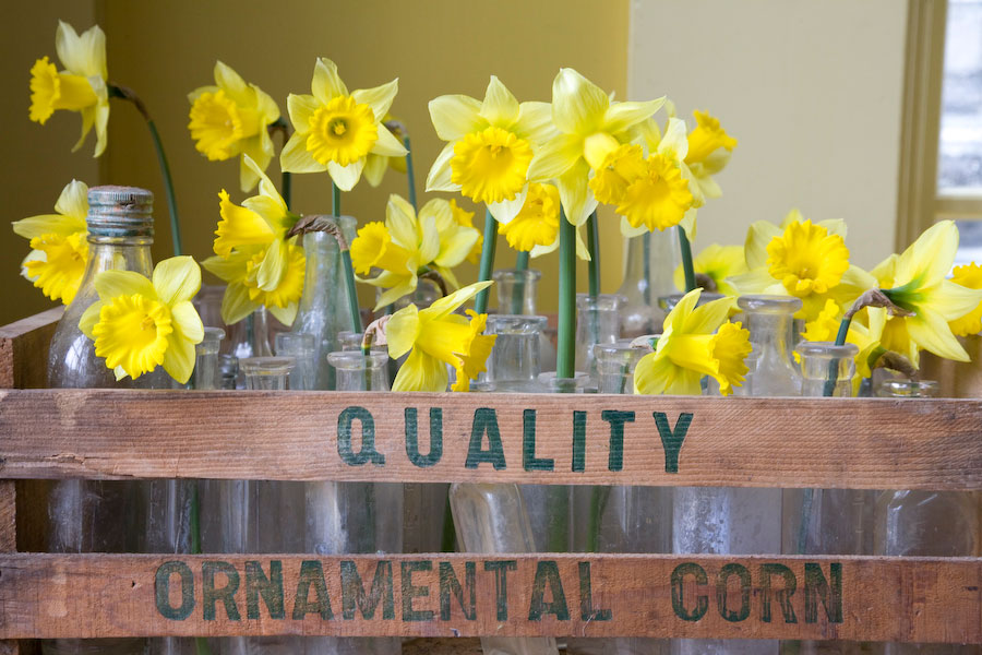 spring-luncheon-daffodils-175