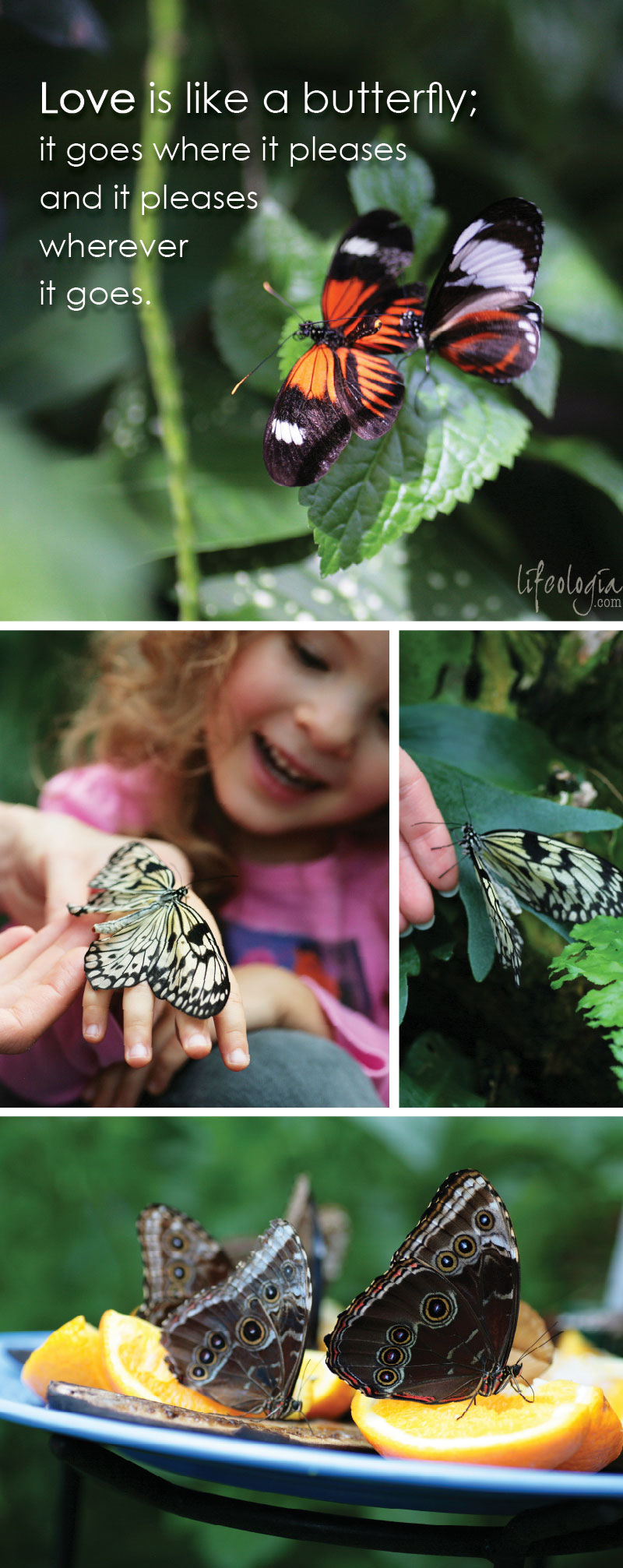 butterfly-photography