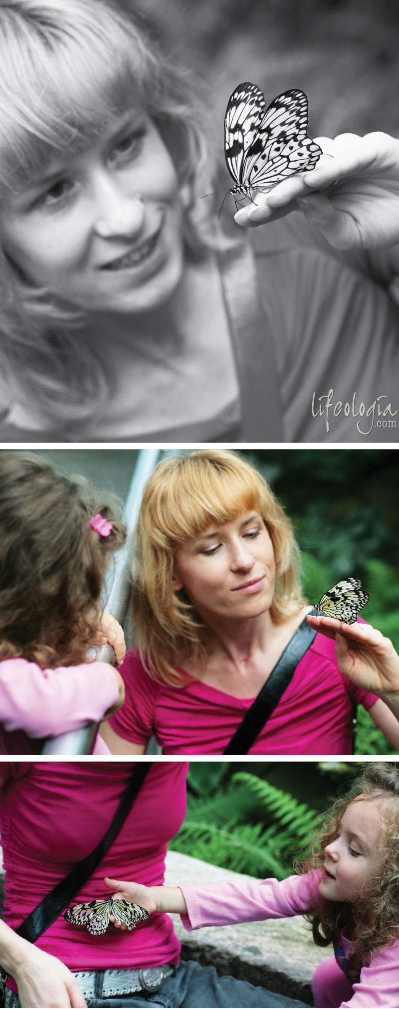 butterfly-photography2