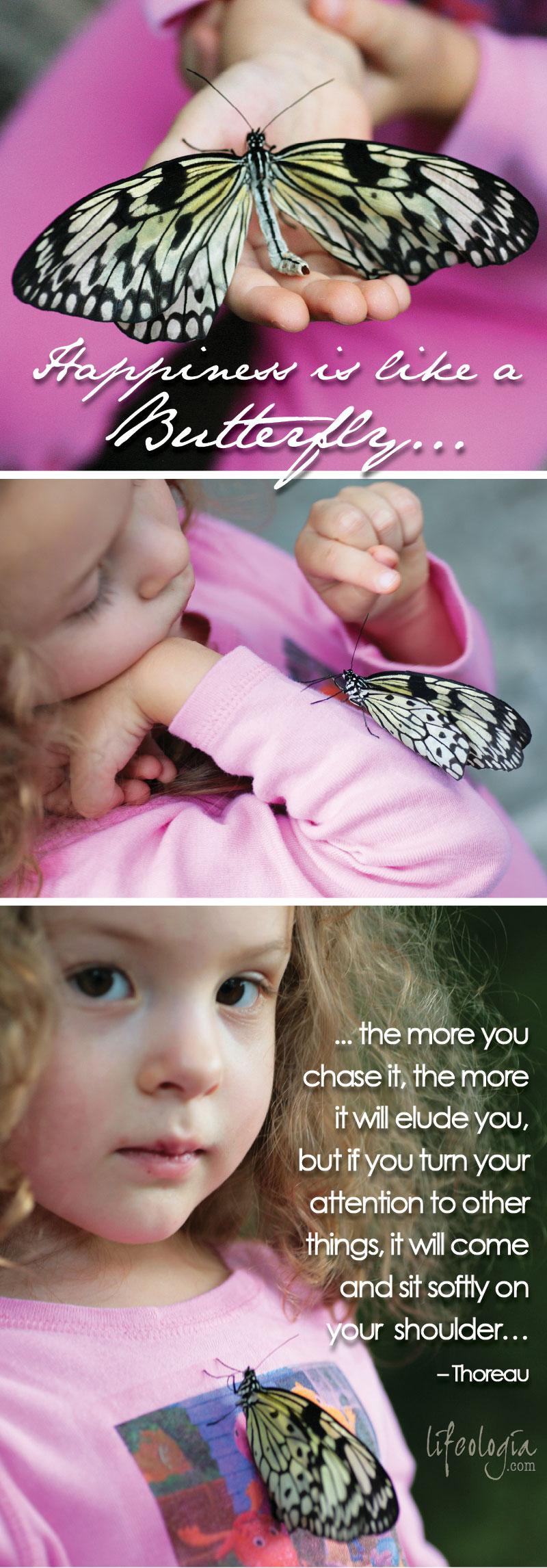 butterfly-photography3