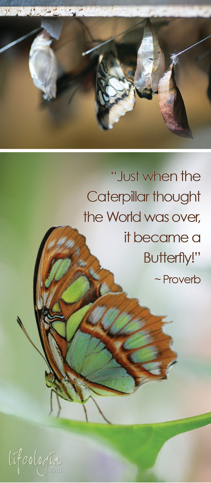 butterfly-photography4